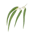 Aqua Oleum Eucalyptus – 100 % ren eterisk olje for pust og energi