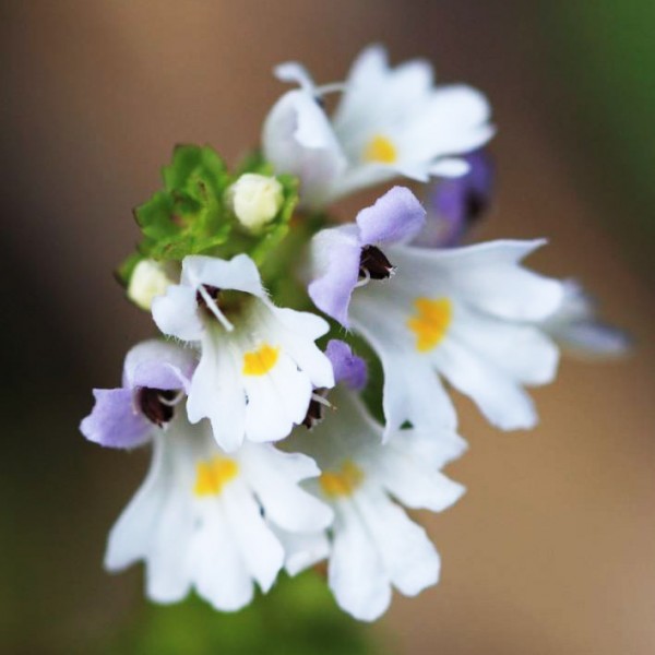 Euphrasia pollendråper 10ml